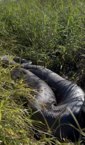 SUCURI GIGANTE REAPARECE EM LAGOA DA PRATA-MG